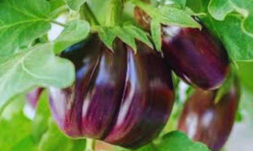Aubergine (Eggplant) Companion Planting Guide