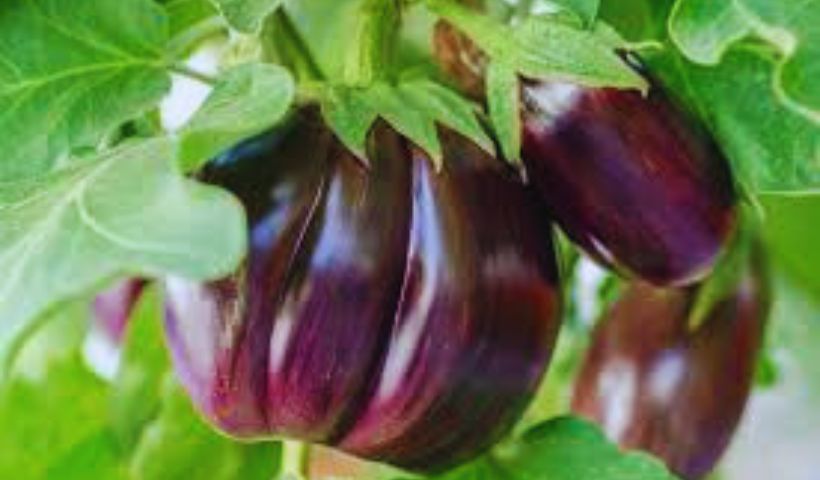 Aubergine (Eggplant) Companion Planting Guide