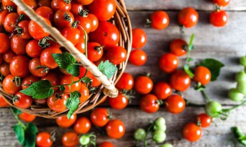 Vegetable Yield Calculator