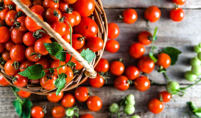 Vegetable Yield Calculator
